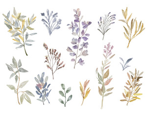 Big Set watercolor elements - wildflowers, herbs, leaf. collection garden and wild, forest herb, flowers, branches. illustration isolated on white background, exotic leaf. Botanic