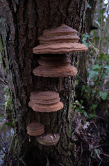 Fototapeta premium Various mushroom species. Shot in forest, park, and swamp areas, in both France and West Canada.