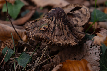Various mushroom species. Shot in forest, park, and swamp areas, in both France and West Canada.