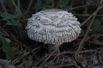 Various mushroom species. Shot in forest, park, and swamp areas, in both France and West Canada.