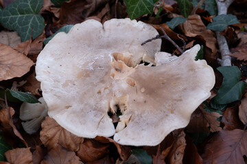 Various mushroom species. Shot in forest, park, and swamp areas, in both France and West Canada.