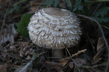 Various mushroom species. Shot in forest, park, and swamp areas, in both France and West Canada.