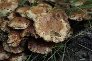 Various mushroom species. Shot in forest, park, and swamp areas, in both France and West Canada.