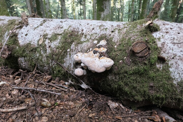Various mushroom species. Shot in forest, park, and swamp areas, in both France and West Canada.