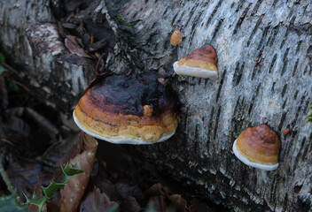 Various mushroom species. Shot in forest, park, and swamp areas, in both France and West Canada.