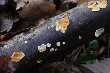 Various mushroom species. Shot in forest, park, and swamp areas, in both France and West Canada.