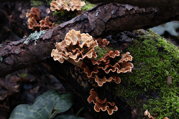 Various mushroom species. Shot in forest, park, and swamp areas, in both France and West Canada.