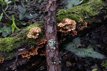 Various mushroom species. Shot in forest, park, and swamp areas, in both France and West Canada.