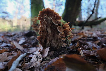 Various mushroom species. Shot in forest, park, and swamp areas, in both France and West Canada.