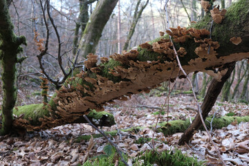 Various mushroom species. Shot in forest, park, and swamp areas, in both France and West Canada.
