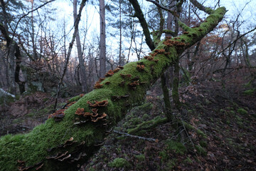 Various mushroom species. Shot in forest, park, and swamp areas, in both France and West Canada.
