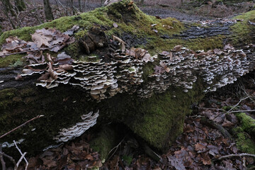 Various mushroom species. Shot in forest, park, and swamp areas, in both France and West Canada.