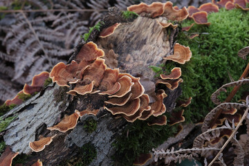 Various mushroom species. Shot in forest, park, and swamp areas, in both France and West Canada.