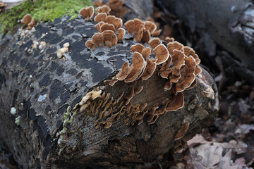 Various mushroom species. Shot in forest, park, and swamp areas, in both France and West Canada.