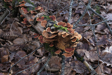 Various mushroom species. Shot in forest, park, and swamp areas, in both France and West Canada.