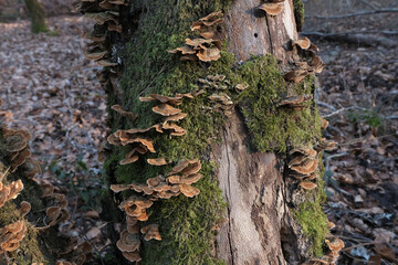 Various mushroom species. Shot in forest, park, and swamp areas, in both France and West Canada.