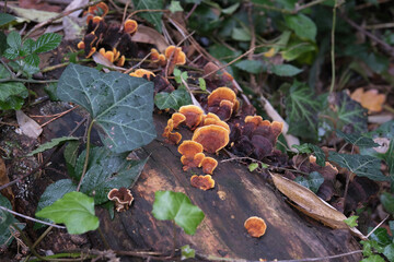 Various mushroom species. Shot in forest, park, and swamp areas, in both France and West Canada.
