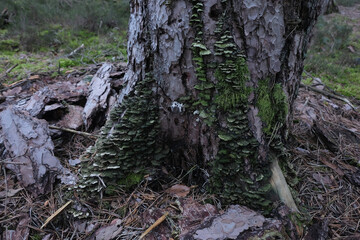 Various mushroom species. Shot in forest, park, and swamp areas, in both France and West Canada.