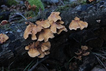 Various mushroom species. Shot in forest, park, and swamp areas, in both France and West Canada.