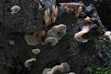 Various mushroom species. Shot in forest, park, and swamp areas, in both France and West Canada.