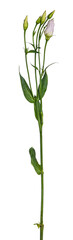 Fototapeta na wymiar Side view of branch lisianthus of Eustoma. Isolated cutout on transparent background.