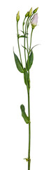 Side view of branch lisianthus of Eustoma. Isolated cutout on transparent background.