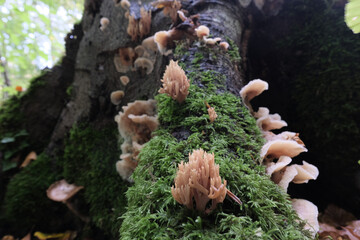 Various mushroom species. Shot in forest, park, and swamp areas, in both France and West Canada.