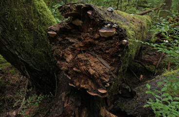 Obraz premium Various mushroom species. Shot in forest, park, and swamp areas, in both France and West Canada.