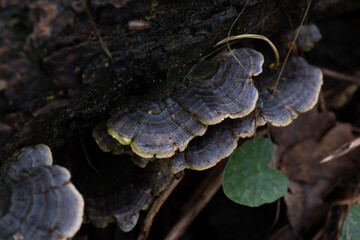 Various mushroom species. Shot in forest, park, and swamp areas, in both France and West Canada.