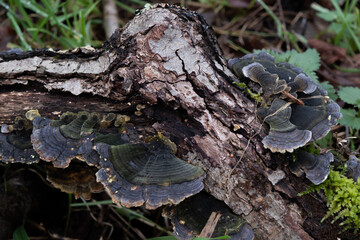 Various mushroom species. Shot in forest, park, and swamp areas, in both France and West Canada.