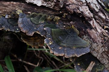 Various mushroom species. Shot in forest, park, and swamp areas, in both France and West Canada.