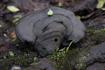 Various mushroom species. Shot in forest, park, and swamp areas, in both France and West Canada.