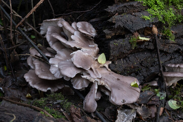 Various mushroom species. Shot in forest, park, and swamp areas, in both France and West Canada.