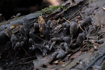 Various mushroom species. Shot in forest, park, and swamp areas, in both France and West Canada.
