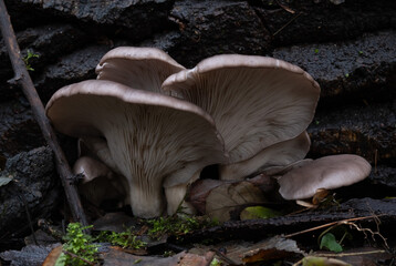 Fototapeta premium Various mushroom species. Shot in forest, park, and swamp areas, in both France and West Canada.