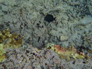 POISSON LAGON