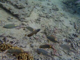 POISSON LAGON
