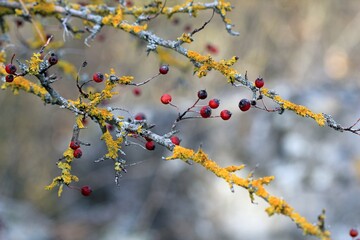 Red berries of Berberis thunbergii on branches against the sky