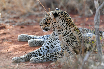 Leopard big cats in the wildernes of the Masai Mara