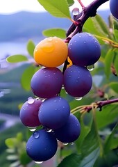 plums on a branch.Grapes in branch.Tree branch with ripe plums.