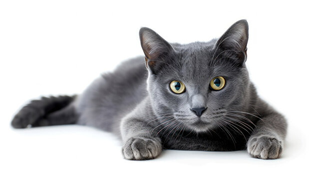A Playful Photo of a Russian Blue Cat on a Clear Background