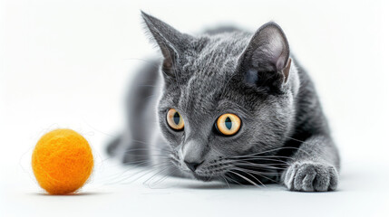 A Captivating Photo of a Russian Blue Cat Playing
