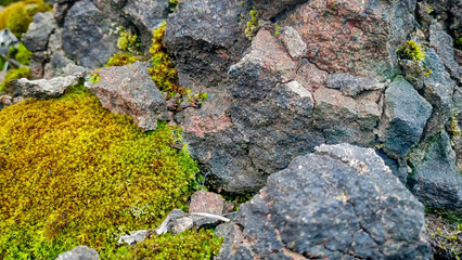 moss on stone
