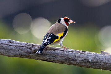 European Goldfinch