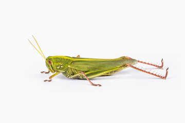 grasshopper isolated on white