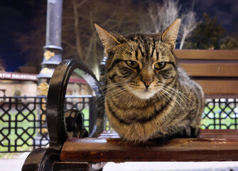A cat sitting on the bench
