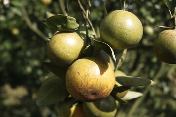 Green orranges on the tree