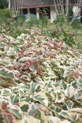 Fototapeta premium leaves in the garden