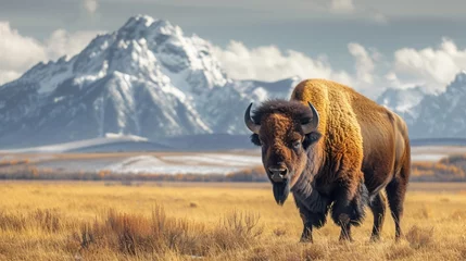 Zelfklevend Fotobehang As the sun dips below the horizon, the bison's grazing silhouettes on the prairie embody the peaceful, wild spirit of the American West. © tonstock