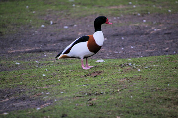 A view of a Shelduck